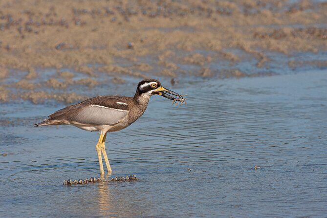 Full Day Birdlife Tour in Bribie Island - Practical Details and Considerations