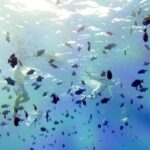 Full-Day Bora Bora Lagoon Cruise Including Snorkeling with Sharks and Stingrays - The Real Traveler Experience