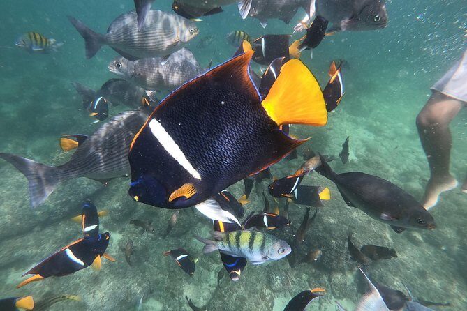 Full-Day Experience in Banderas Bay - Authentic Traveler Feedback