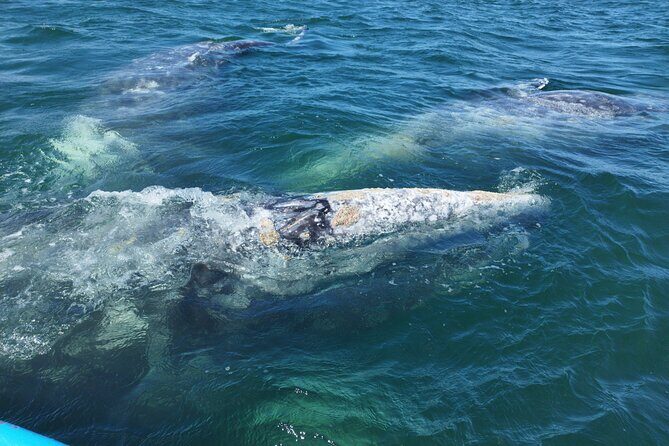 Full Day Gray Whale Watching Experience - What Could Be Improved or Considered