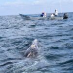 Full-Day Gray Whale Watching tour from Cabo to Mag Bay - The Logistics: Timing and Group Size