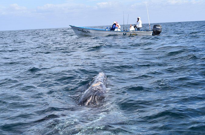 Full-Day Gray Whale Watching tour from Cabo to Mag Bay - The Logistics: Timing and Group Size