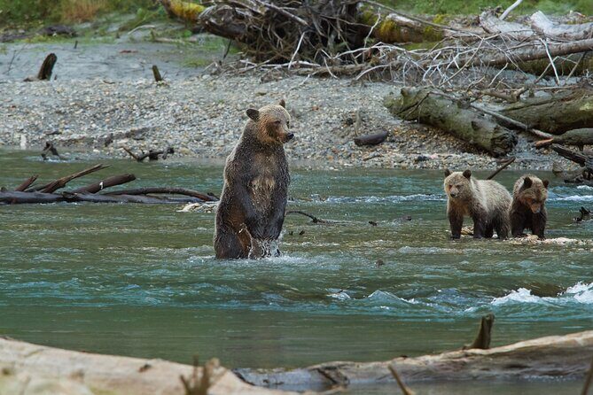 Full Day Grizzly Bear Tour to Toba Inlet - Who Should Consider This Tour?