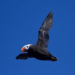 Full-Day Kenai Fjords National Park Northwestern Cruise - The Itinerary and What to Expect