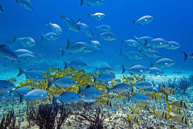 Full-Day Playa del Carmen Reef Diving Activity - Final Thoughts: Who Will Love This Experience?