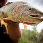 Full Day Private Fly Fishing in Yellowstone - The Value of an All-Inclusive Trip