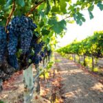 Full-Day Private Oliver & Osoyoos Wine Tour from Kelowna - The Practical Details