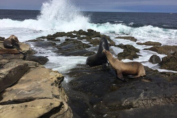 Full Day Private SD Tour from Downtown San Diego - The Downsides to Keep in Mind