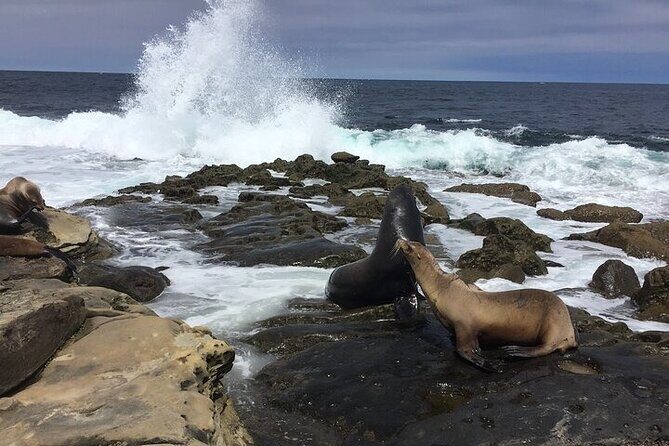 Full Day Private SD Tour from Encinitas - The Experience in Detail: What We Think