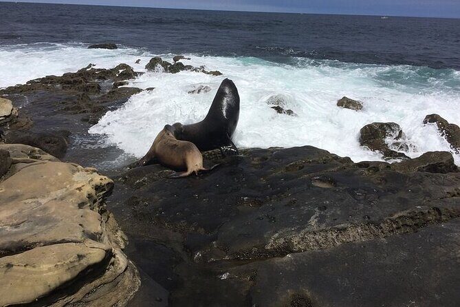 Full Day Private SD Tour from La Jolla - What We Think About the Overall Experience