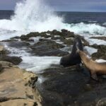 Full Day Private SD Tour from Oceanside - Why Choose This Tour?