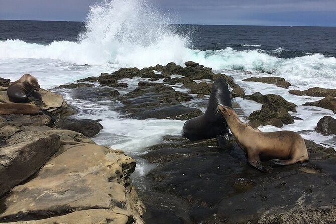 Full Day Private SD Tour from Oceanside - Why Choose This Tour?