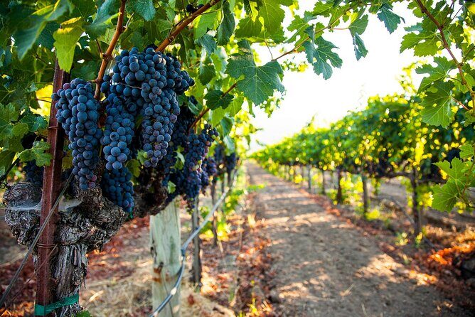 Full-Day Private Sonoma Valley Wine Tour from San Francisco - What to Expect from the Tour