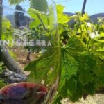 Full Day Private Tour or Guadalupe Valley Weekend - The Value of This Tour