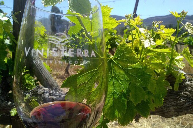 Full Day Private Tour or Guadalupe Valley Weekend - The Value of This Tour