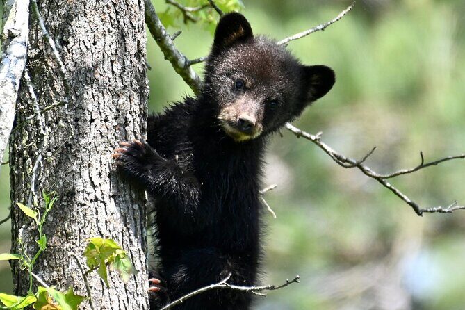 Full-Day Private Tour to Alligator River National Wildlife Refuge - Final Thoughts