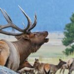 Full-Day RMNP Over the Top Tour - RMNPhotographer - Final Thoughts