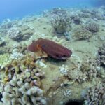 Full Day Scuba Dive Off The Na Pali Coast, Kauai-Mana Crack - FAQ