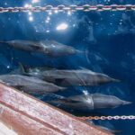 Full Day Snorkelling Cruise in Tranquility Island Resort - The First Stop: Tranquility Island Eco & Dive Resort