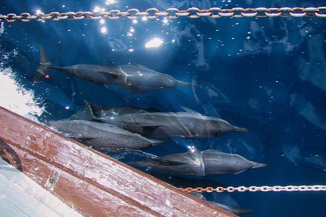 Full Day Snorkelling Cruise in Tranquility Island Resort - The First Stop: Tranquility Island Eco & Dive Resort