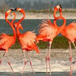 Full Day Tour from Cancun Rio Lagartos and Las Coloradas - Final Thoughts: Is This Tour Right for You?