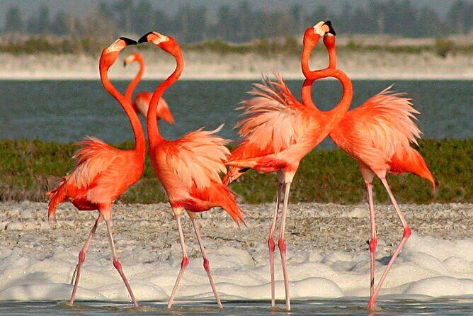 Full Day Tour from Cancun Rio Lagartos and Las Coloradas - Final Thoughts: Is This Tour Right for You?