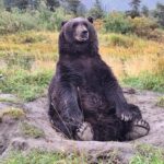 Full-day Tour in Turnagain - The Value of This Tour