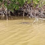 Full Day Tour Río Lagartos with Pickup from Mérida 7 AM - Who Should Consider This Tour?