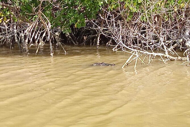 Full Day Tour Río Lagartos with Pickup from Mérida 7 AM - Who Should Consider This Tour?