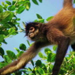 Full Day Tour to Cobá Ruins, Punta Laguna & Cenote - Punta Laguna: Wildlife Encounters and Adventure