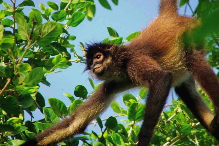 Full Day Tour to Cobá Ruins, Punta Laguna & Cenote - Punta Laguna: Wildlife Encounters and Adventure