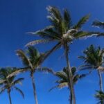 Full Day Tour to Isla Contoy and Isla Mujeres from Cancun - Who Is This Tour Best For?