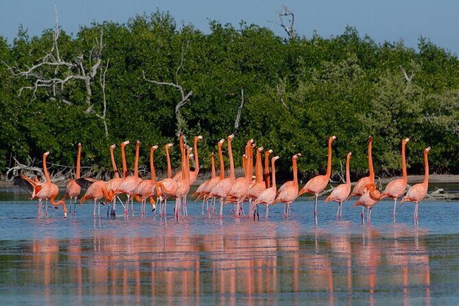 Full day tour to Rio Lagartos and Las Coloradas from Riviera Maya - Getting to Know the Tour: A Deep Dive
