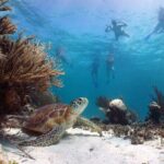 Full Day Tour to Tulum Cenote and Swim with Turtles in Akumal - Exploring Tulum: An Iconic Maya Site