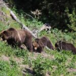 Full Day Yellowstone National Park Tour with Pick up included - The Value of This Yellowstone Tour