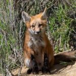 Full day Yellowstone The Volcano Lower Loop West Yellowstone - Who Is This Tour Best Suited For?