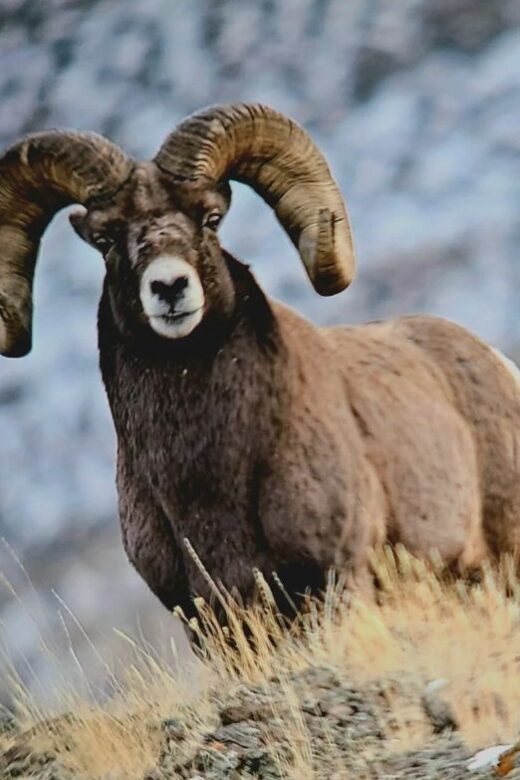 Gardiner: Yellowstone National Park Half Day Guided Hike - Transportation and Logistics