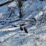 Gatlinburg: Great Smoky Mts National Park Waterfall Tour - The Highlights of the Experience