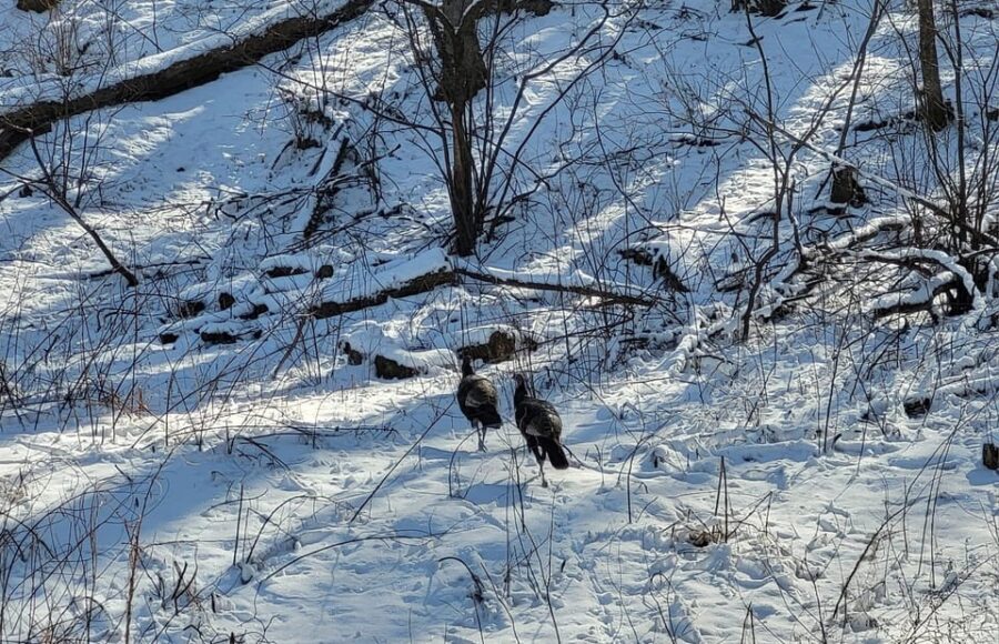 Gatlinburg: Great Smoky Mts National Park Waterfall Tour - The Highlights of the Experience
