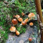 Gatlinburg: Smoky Mountains Fall Foliage Guided Tour - Authentic Traveler Insights