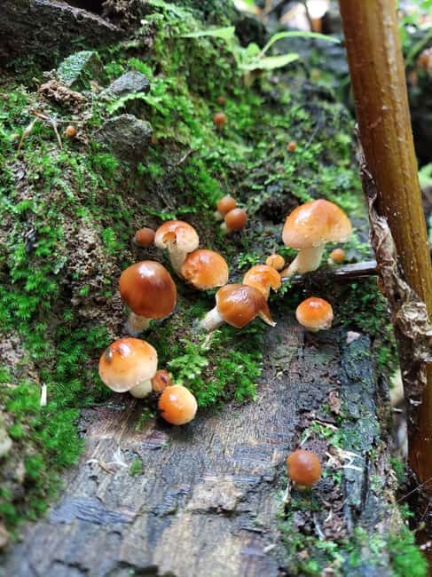 Gatlinburg: Smoky Mountains Fall Foliage Guided Tour - Authentic Traveler Insights