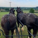 Gettysburg: Horse-Drawn Carriage Tour Countryside & Orchards - Final Thoughts
