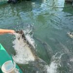 Giant Tarpon Fish Feeding Experience in Bayside Marketplace - The Experience from a Traveler’s Perspective