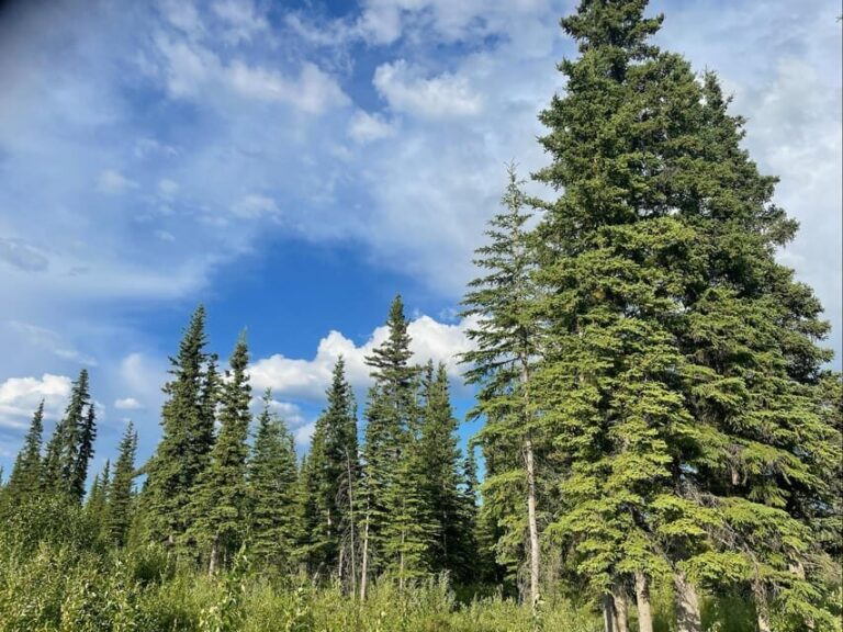 Glacial Lake, Waterfall and rainforest. Beauty of Turnagain! - Who Is This Tour Best For?