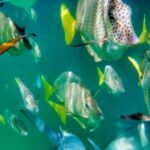 Glass Bottom Boat Sightseeing Tour in Cabo San Lucas - What to Expect From the Tour