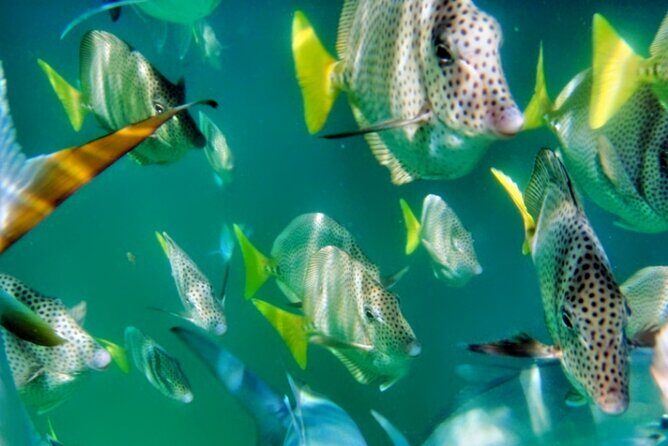 Glass Bottom Boat Sightseeing Tour in Cabo San Lucas - What to Expect From the Tour