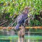 Glass Bottom Kayak Eco Tour through Rainbow Springs - Practical Tips for Your Trip