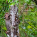Glass Bottom Kayak Tours of Silver Springs - Wildlife and Scenery