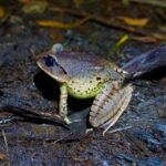 Glow Worms - Nocturnal Rainforest/Waterfall Adventure - What You’ll See and Do