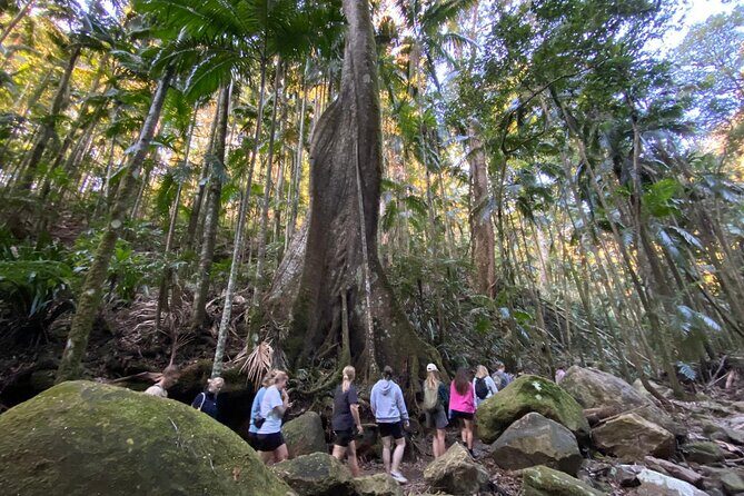 Glow-worms, Waterfalls & Rainforest Experience - What Travelers Say